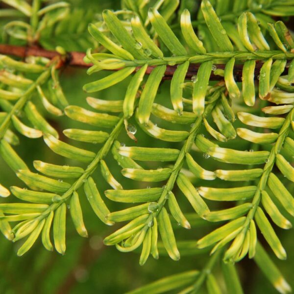 Metasequoia glyptostroboides Zoomed