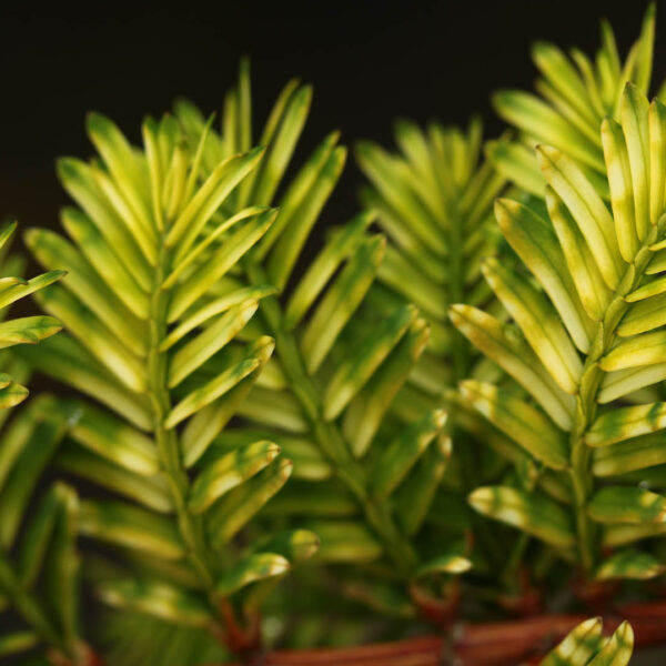 Metasequoia glyptostroboides front