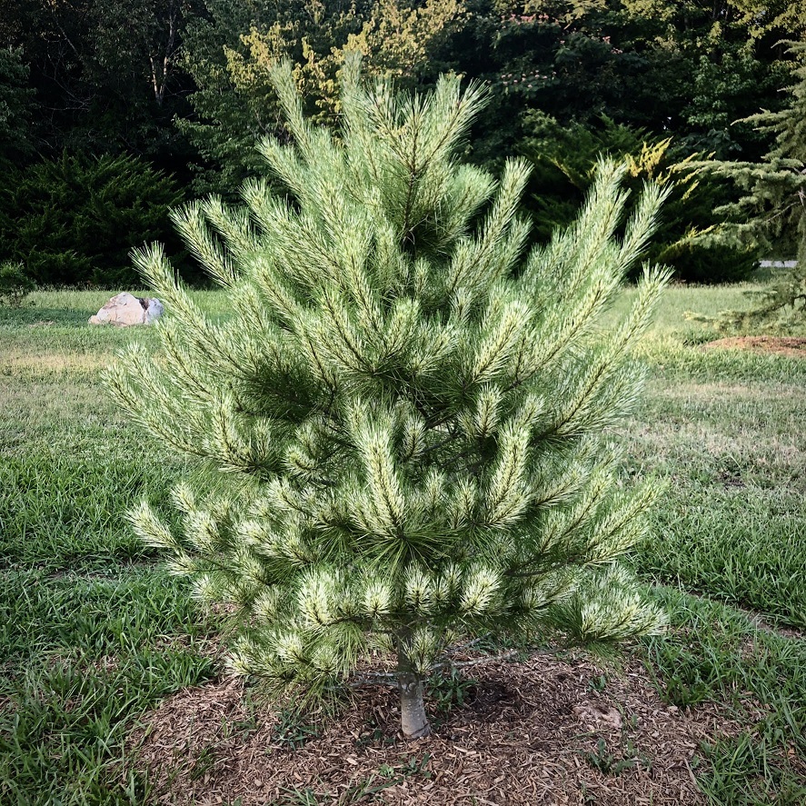 Pinus densiflora ‘Burke’s Red Variegated’