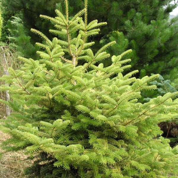 Abies cephalonica 'Barabits Gold' Greek Fir