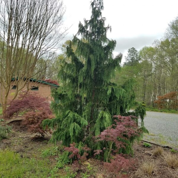 Cupressus nootkatensis 'Glauca Pendula' (#1 Container) $350 Gift