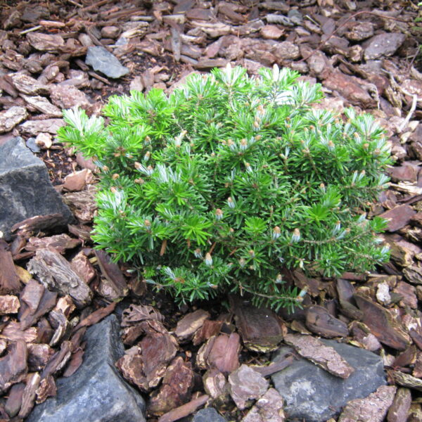 Abies koreana 'Nadelkissen' Korean Fir