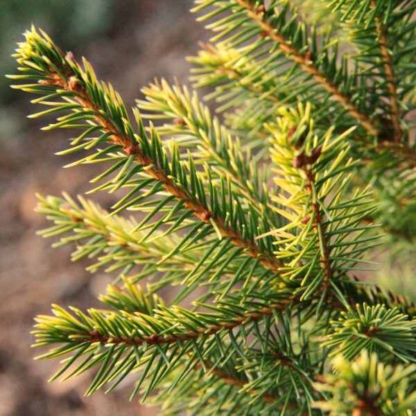 Picea abies 'Amber Flickers' Norway Spruce