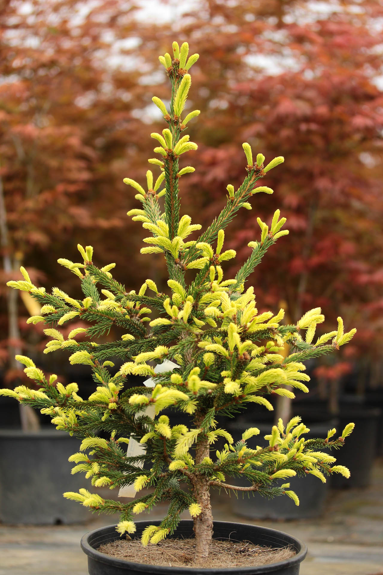 Picea Abies Argenteospicata Norway Spruce Conifer Kingdom