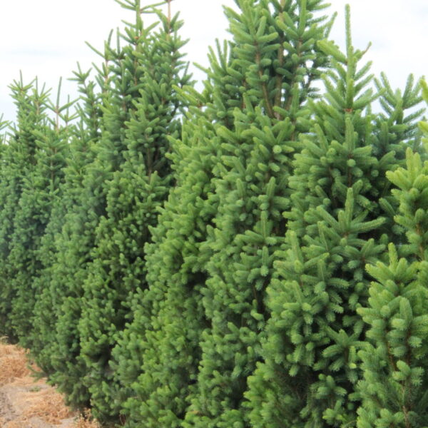 Picea abies 'Cupressina'