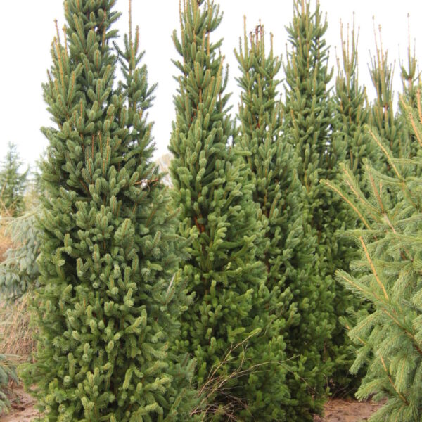 Picea abies 'Cupressina' Norway Spruce