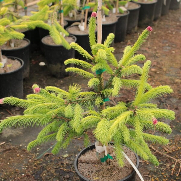 Picea abies 'Dandylion' Norway Spruce