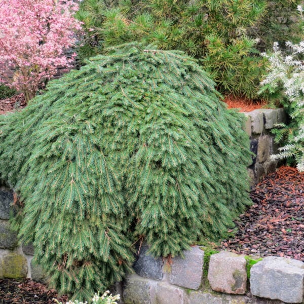 Picea abies ‘Formanek’