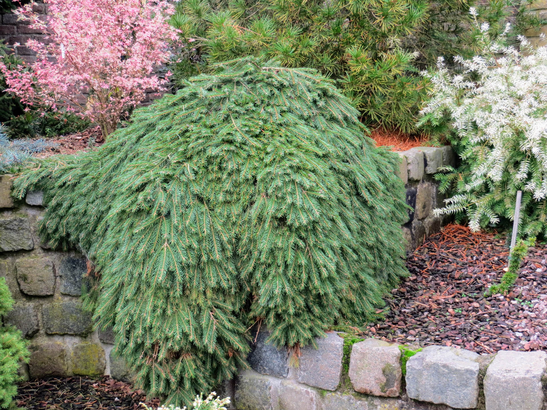 Picea abies ‘Formanek’