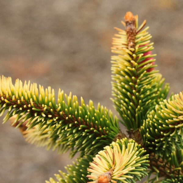 Picea abies ‘Gold Drift’ Close Look