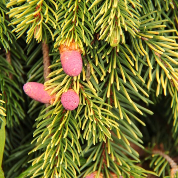 Picea abies ‘Gold Drift’ Flower