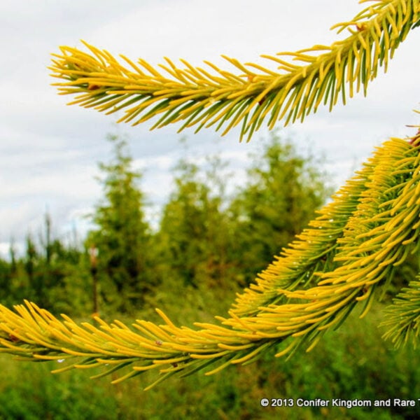 Gold Drift Norway Spruce Leaves Close Look