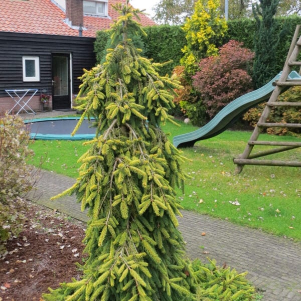 Gold Drift Norway Spruce