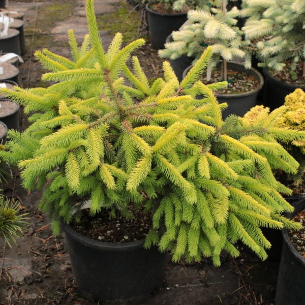 Picea abies 'Gold Fingers' Norway Spruce