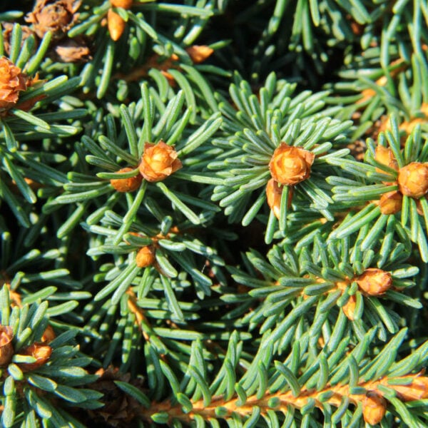 Picea abies 'Gull's Nest' Norway Spruce