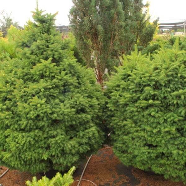 Picea abies 'Hildburghausen' Norway Spruce