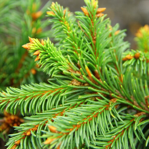 Picea abies 'Red Devil' Norway Spruce