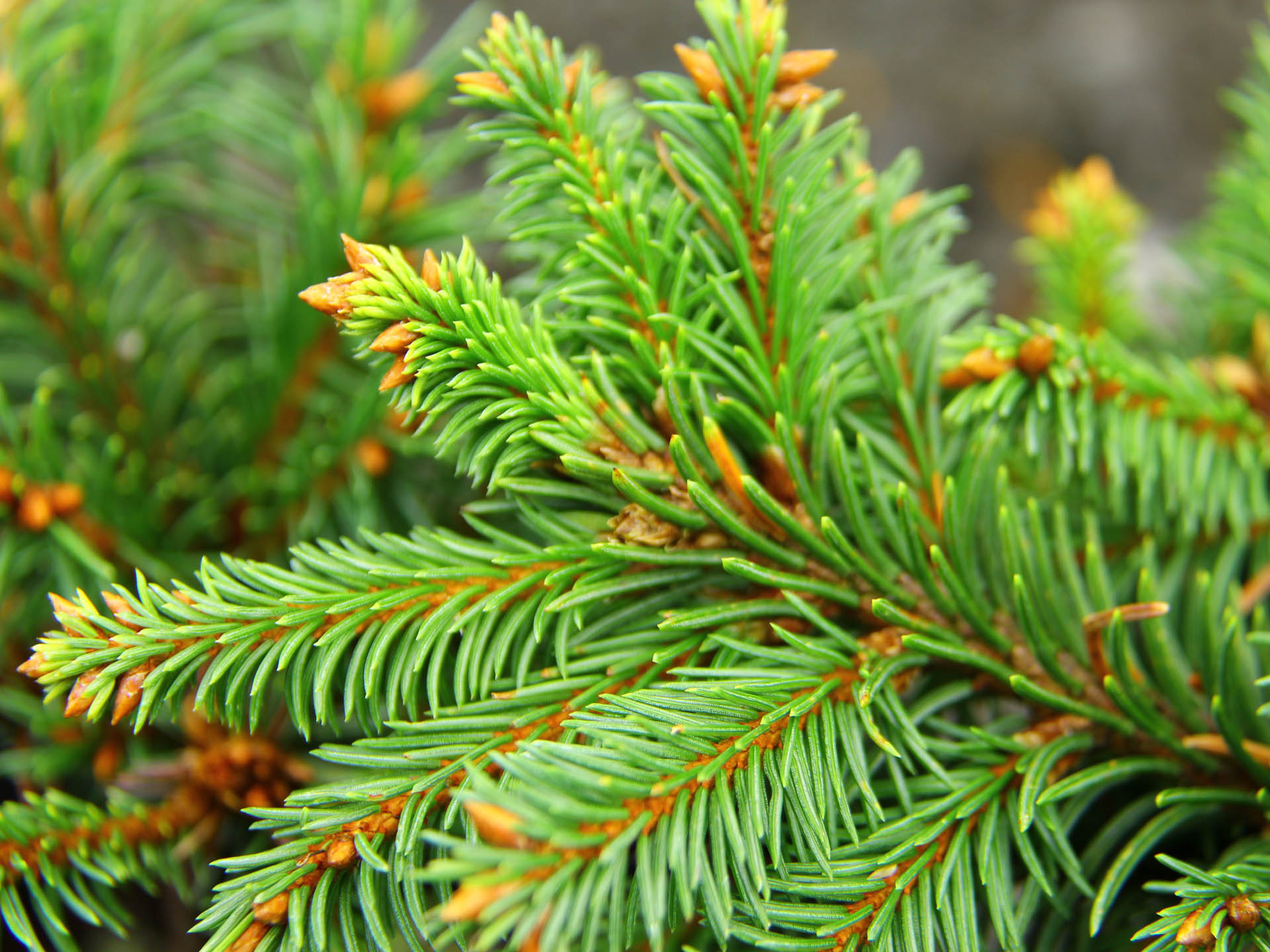 Picea Abies Red Devil Norway Spruce Conifer Kingdom
