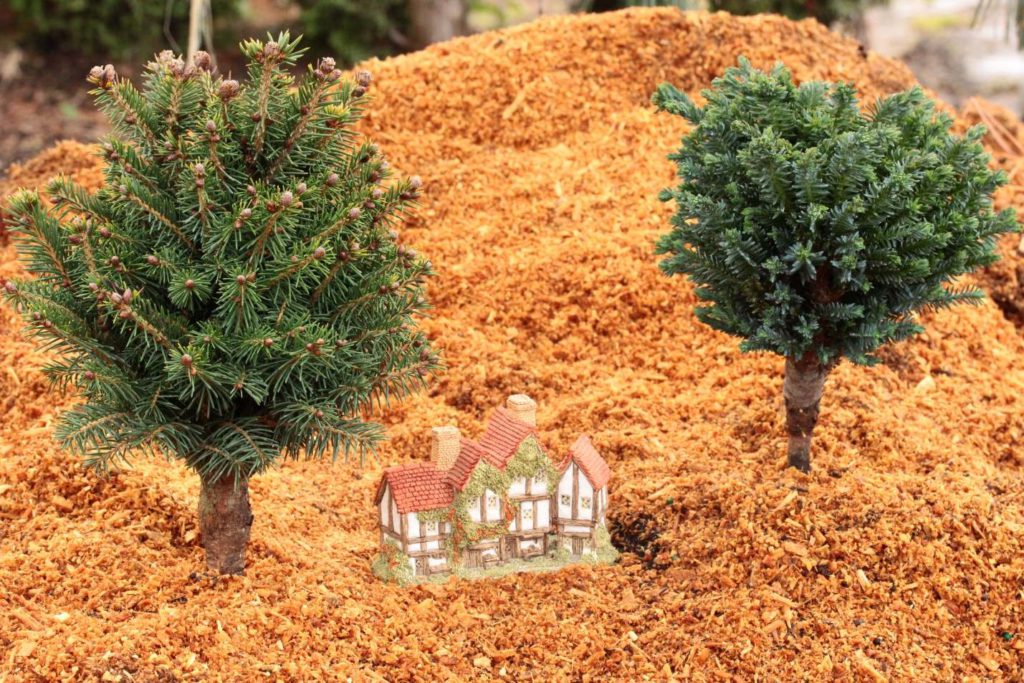 Chamaecyparis lawsoniana ‘Rimpelaar’/Picea abies ‘Goblin’