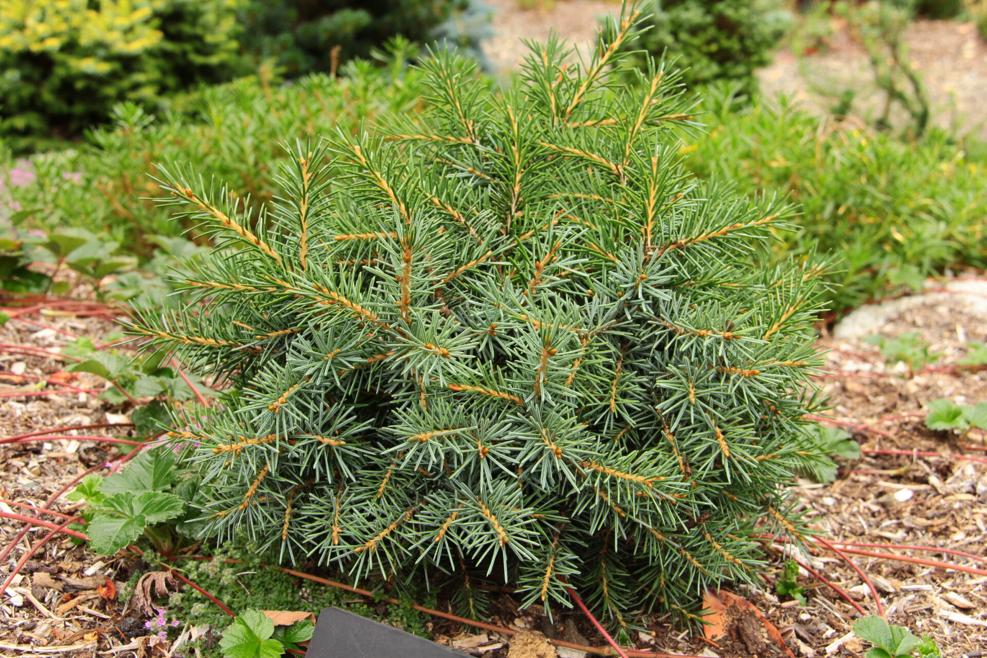 Kohout's Dwarf' Brewer Spruce | Conifer Kingdom
