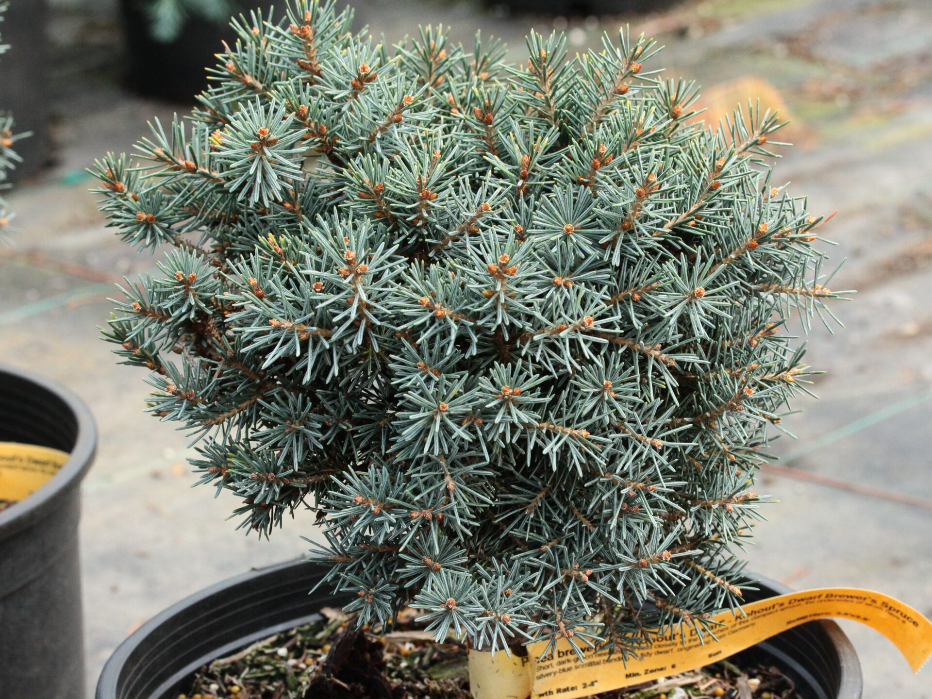 Kohout's Dwarf' Brewer Spruce | Conifer Kingdom