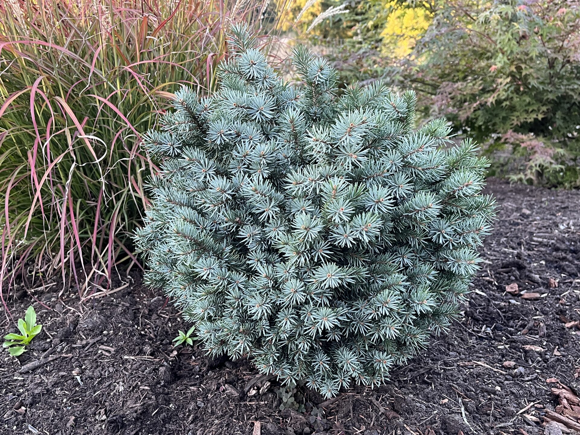 トラウティン　picea breweriana トウヒ　枝垂れ　苗 Picea-breweriana-Kohouts-Dwarf.jpg