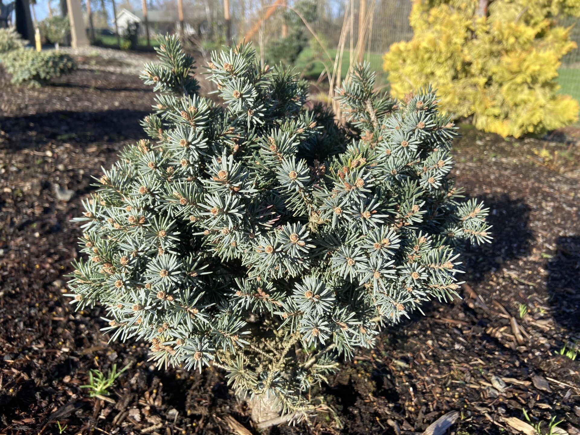 トラウティン　picea breweriana トウヒ　枝垂れ　苗 Kohout's Dwarf' Brewer Spruce | Conifer Kingdom