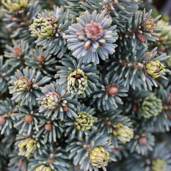 Picea glauca 'Cecilia' White Spruce