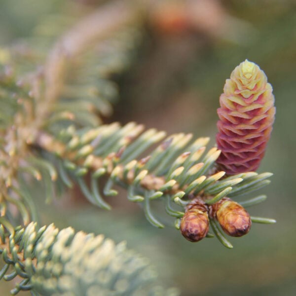 Picea glauca 'Spruce Lane' White Spruce