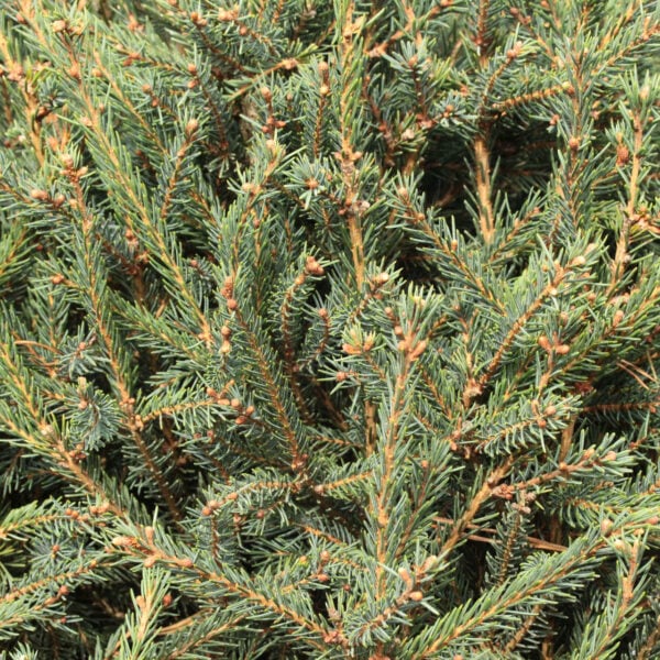 Picea mariana 'Beehive' Black Spruce