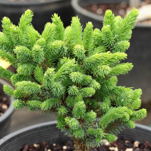 Picea mariana 'Whitney' Black Spruce