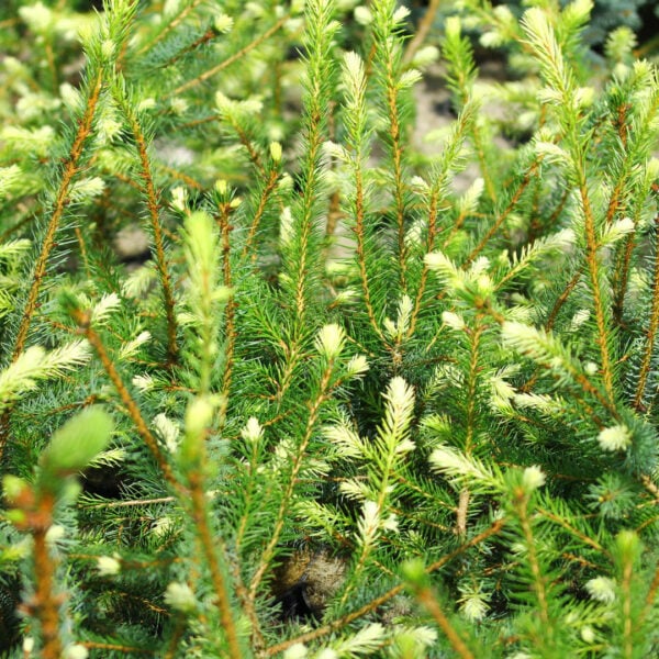 Picea omorika 'White Tip' Serbian Spruce