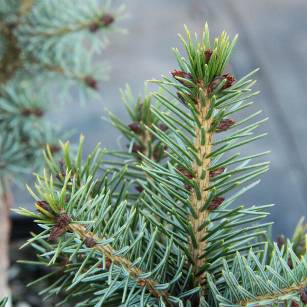 Picea omorika 'Zuckerhut' Serbian Spruce