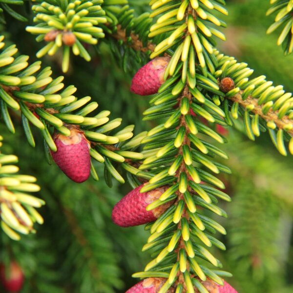Skylands Oriental Spruce