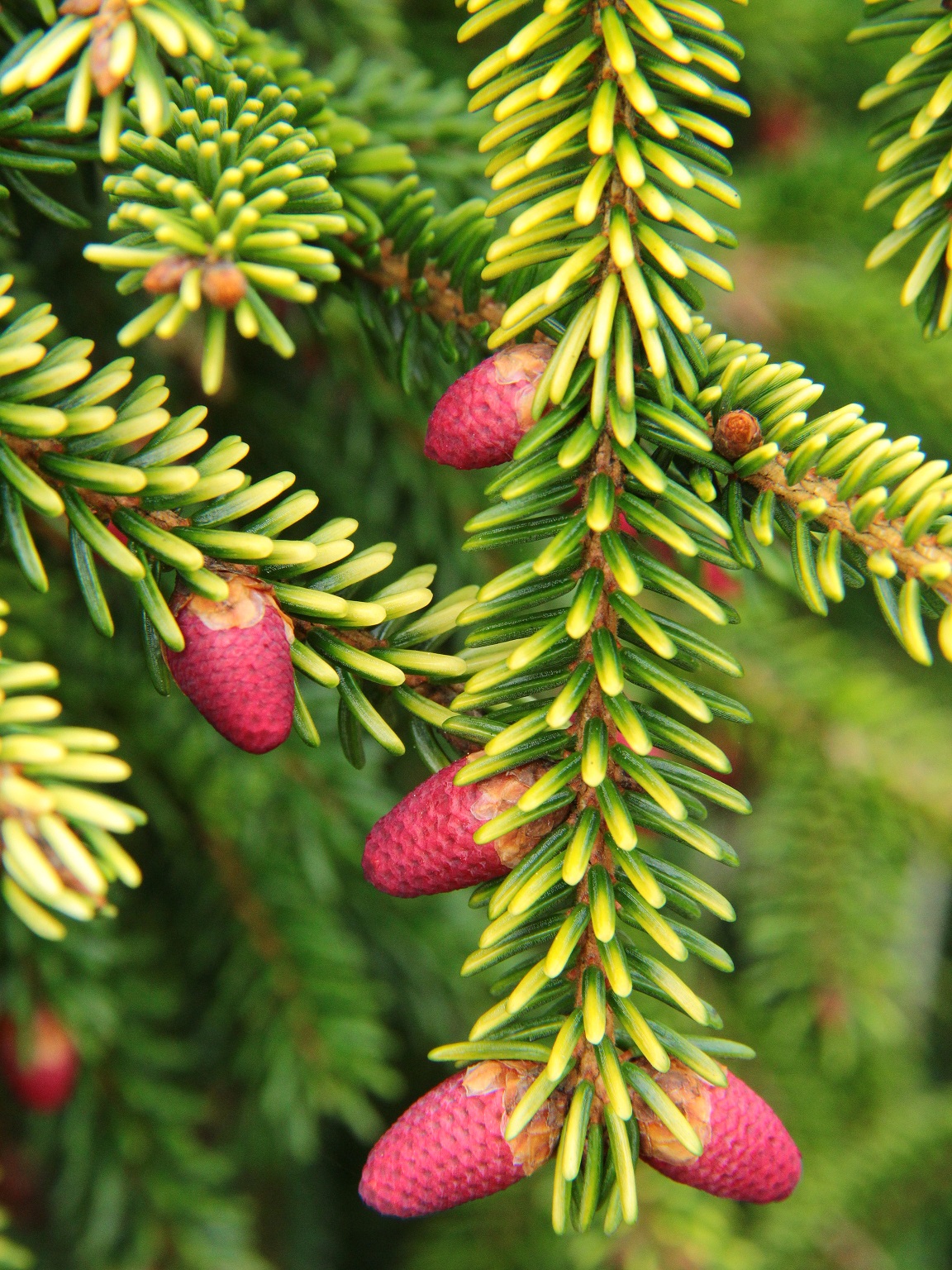 Skylands Oriental Spruce
