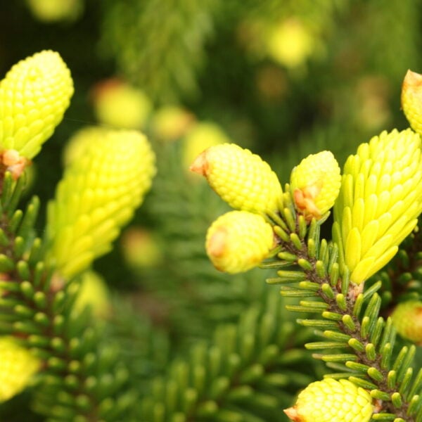 Picea orientalis 'Spring Frost' Oriental Spruce