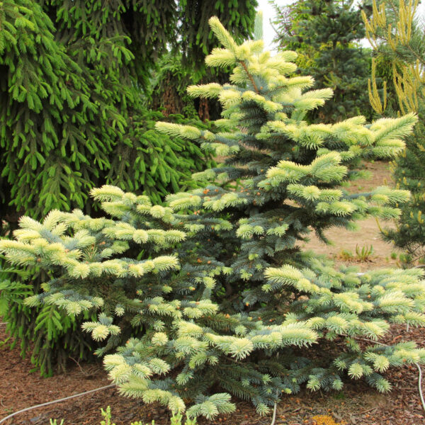 Picea pungens ‘Bialobok’