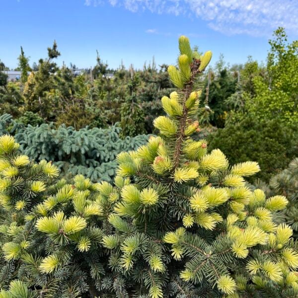 Picea pungens 'Colonial Gold' Colorado Spruce