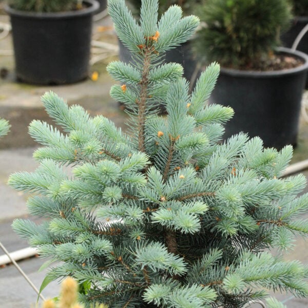 Picea pungens 'Filip's Blue Compact' Colorado Spruce