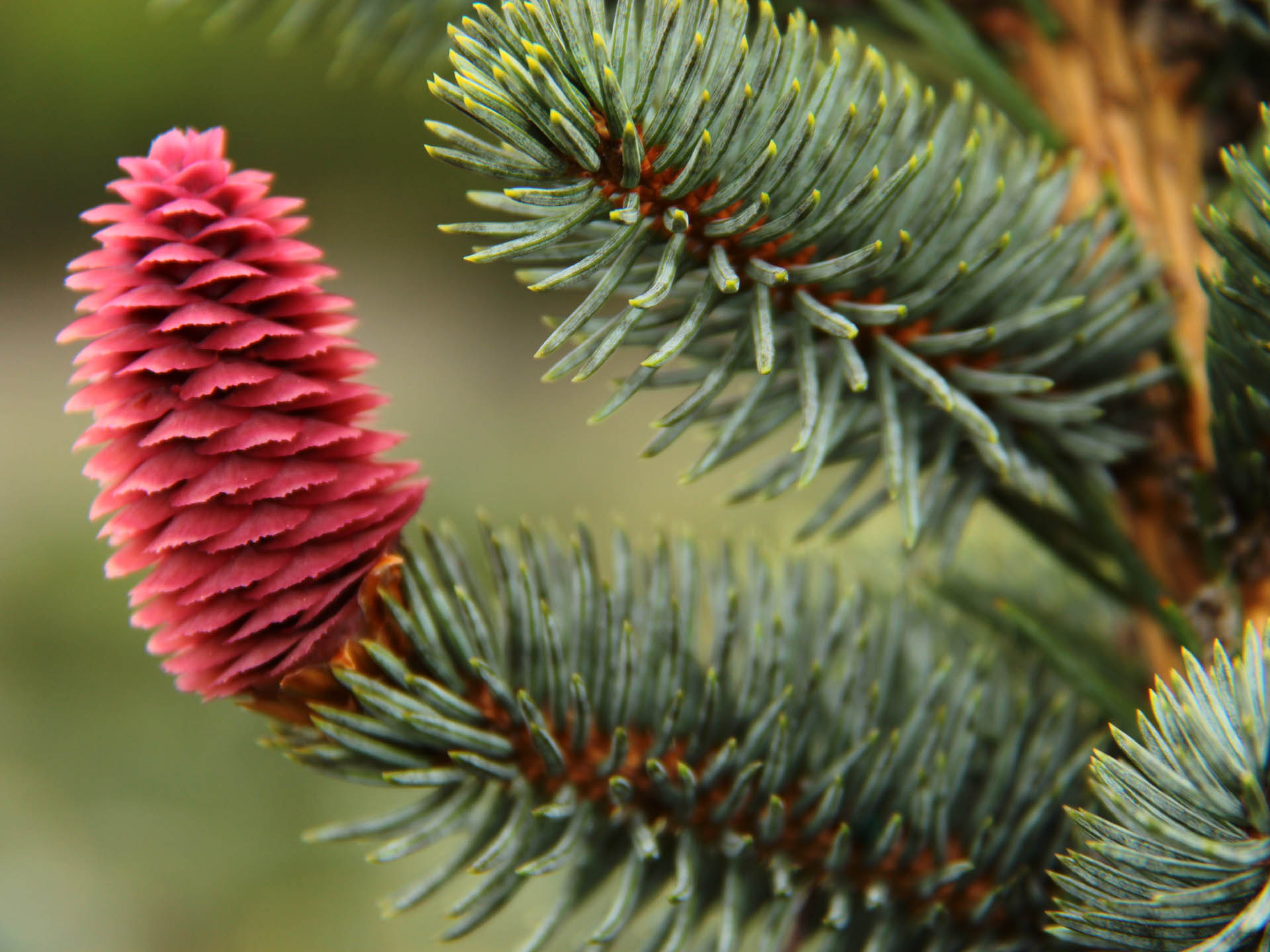 Salme bekræfte Bygge videre på Picea pungens 'Glauca Procumbens' Colorado Spruce | Conifer Kingdom