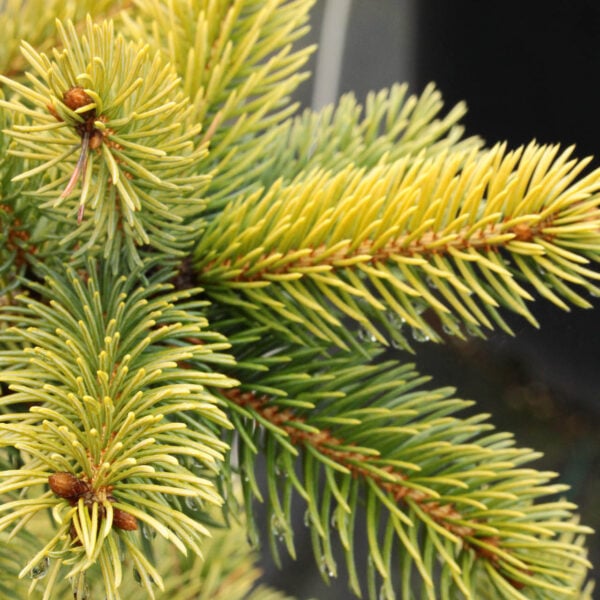 Picea pungens 'Stanley's Gold' Colorado Spruce