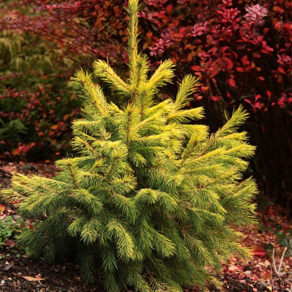 Picea smithiana 'Sunray' Himalayan Spruce