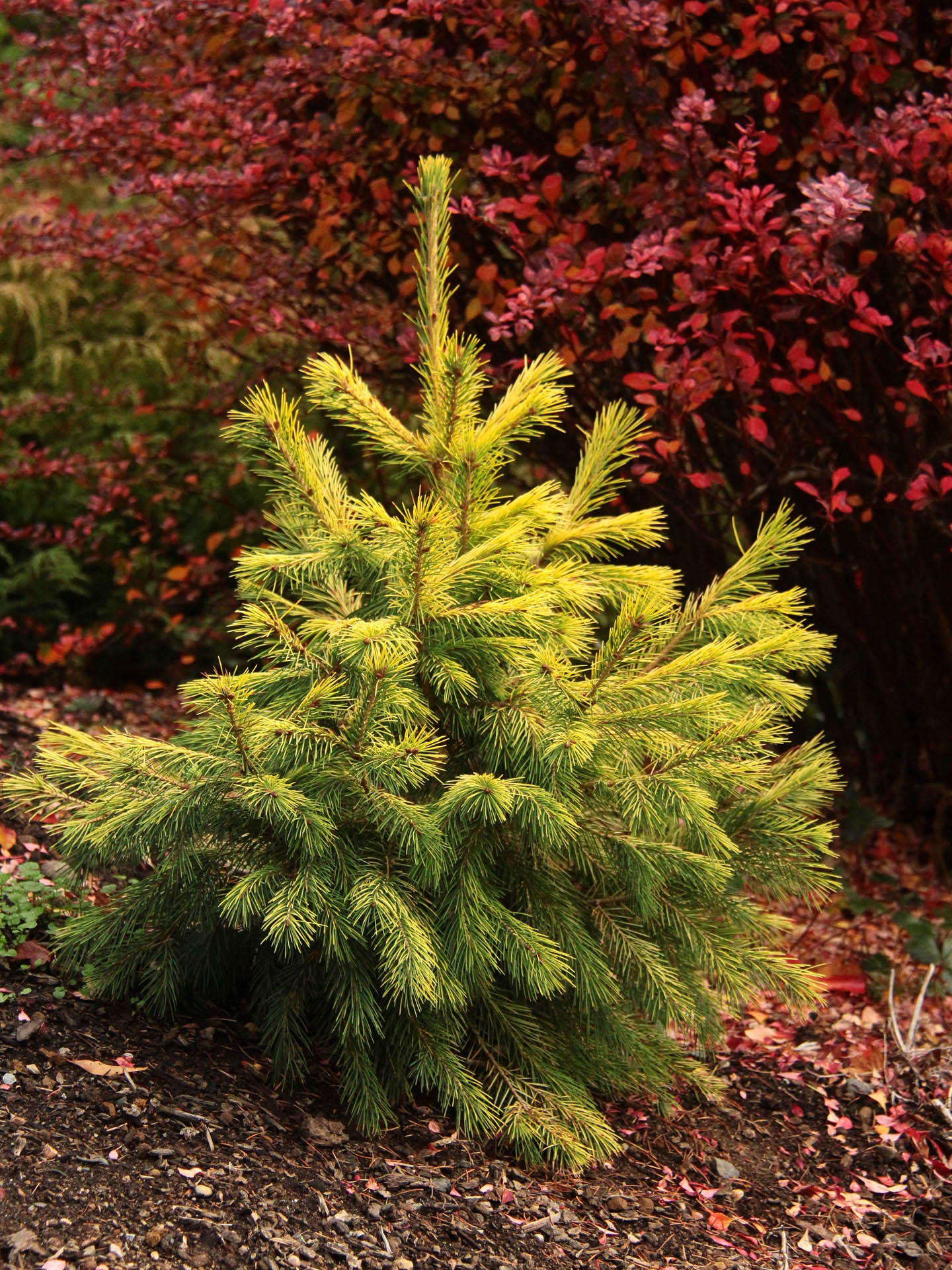 picea-glauca-gold-tip-dwarf-alberta-spruce-kigi-nursery