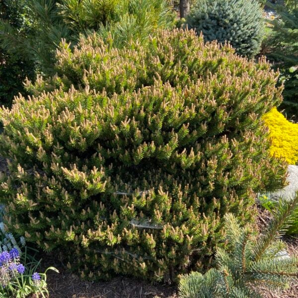 Pinus banksiana 'Chippewa' Jack Pine