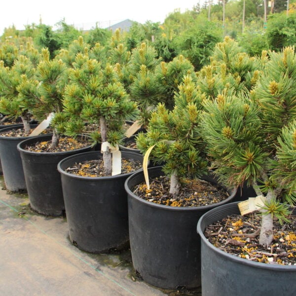 Pinus flexilis 'Comanche' Limber Pine