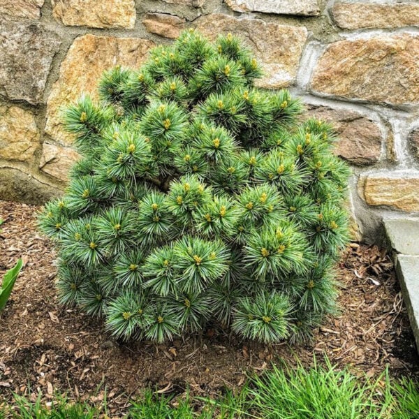 Pinus koraiensis 'Blue Ball' Korean Pine