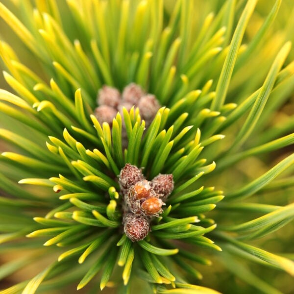 pinus mugo carstens wintergold