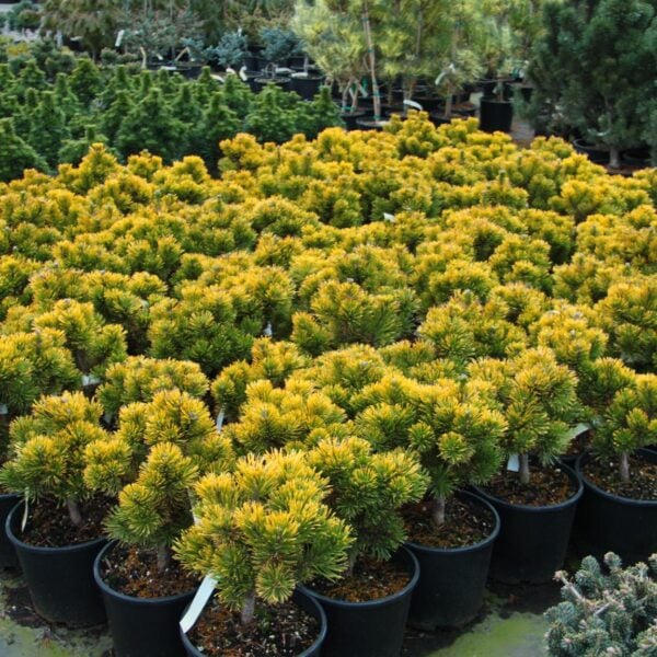 pinus mugo winter gold