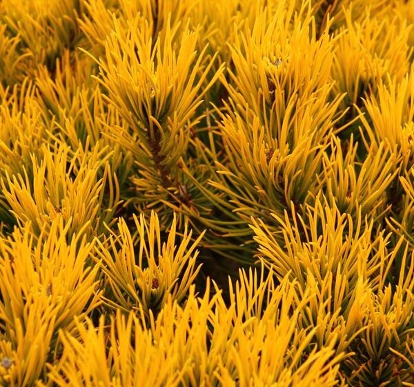 carstens wintergold mugo pine