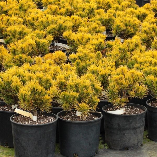 Pinus mugo 'Carstens'